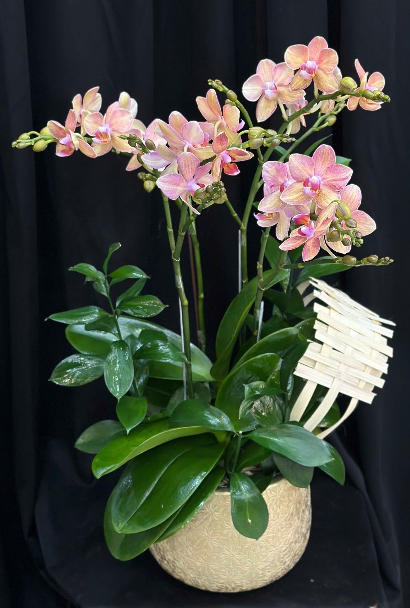  Chậu Lan Hồ Điệp Tiểu Thư - LHĐ205 