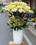  Lan Kim Xuân Thịnh Vượng  - LHĐ137 