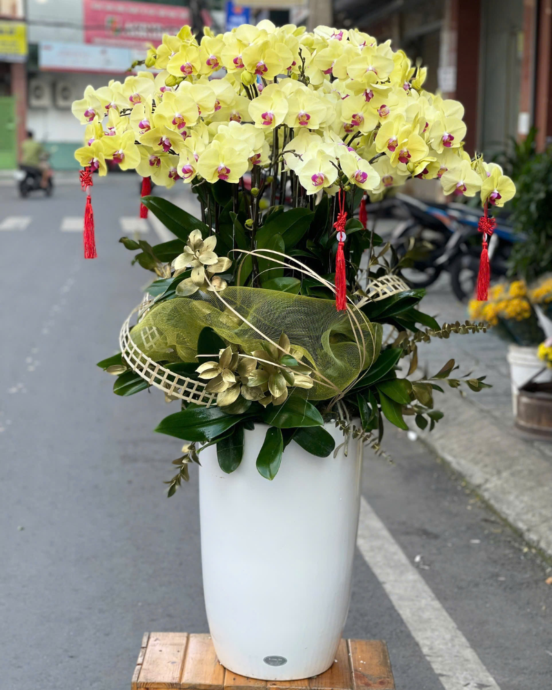  Lan Kim Xuân Thịnh Vượng  - LHĐ137 