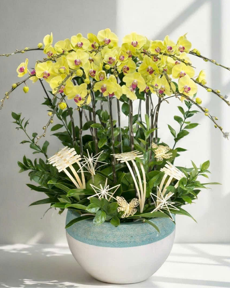  Chậu Lan Hồ Điệp Lộc Qúy- LHĐ175 