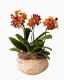  Chậu Lan Hồ Điệp Hoàng Hôn Cát Tường - LHD241 