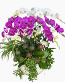  Chậu Lan Hồ Điệp Hoàng Gia - LHĐ191 