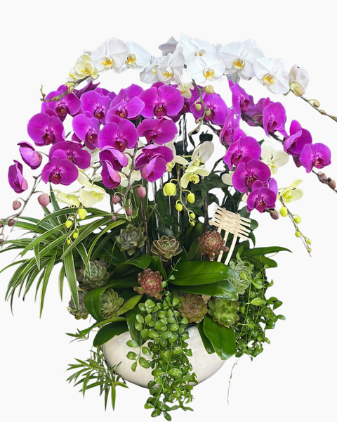 Chậu Hoa Lan:  Chậu Lan Hồ Điệp Hoàng Gia - LHĐ191 