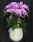  Chậu Lan Thủy Chung  - LHĐ133 