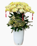  Lan Kim Xuân Thịnh Vượng  - LHĐ137 