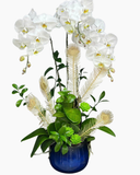  Chậu Lan Hồ Điệp Hồng Phúc - LHĐ181 