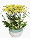  Chậu Lan Hồ Điệp Lộc Qúy- LHĐ175 