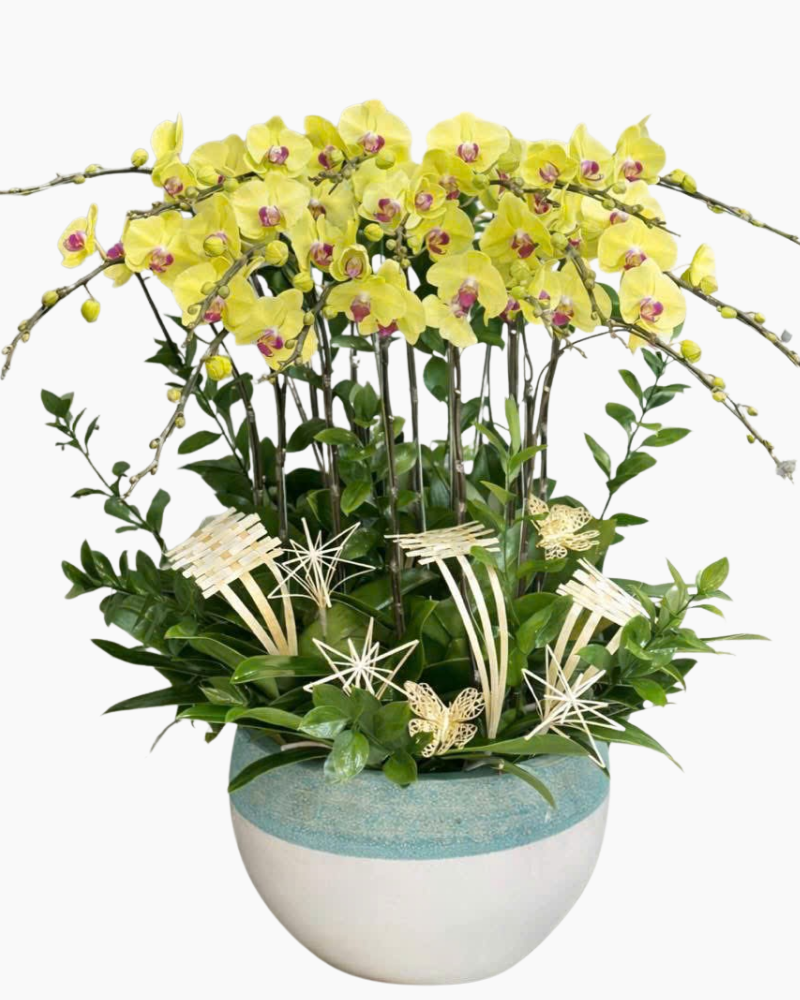  Chậu Lan Hồ Điệp Lộc Qúy- LHĐ175 