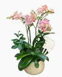  Chậu Lan Hồ Điệp Tiểu Thư - LHĐ205 