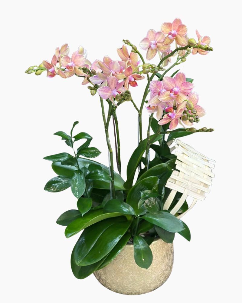  Chậu Lan Hồ Điệp Tiểu Thư - LHĐ205 