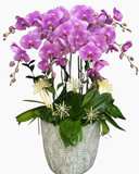  Chậu Lan Hồ Điệp Viên Mãn - LHĐ194 