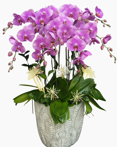 Chậu Hoa Lan: Chậu Lan Hồ Điệp Viên Mãn - LHĐ194