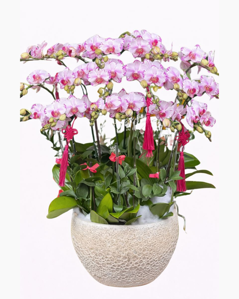 Chậu Hoa Lan Hồ Điệp Mini Nhiều Cành Đẹp, Giá Rẻ: Chậu Hoa Lan Hồ Điệp Mini - LHĐ105