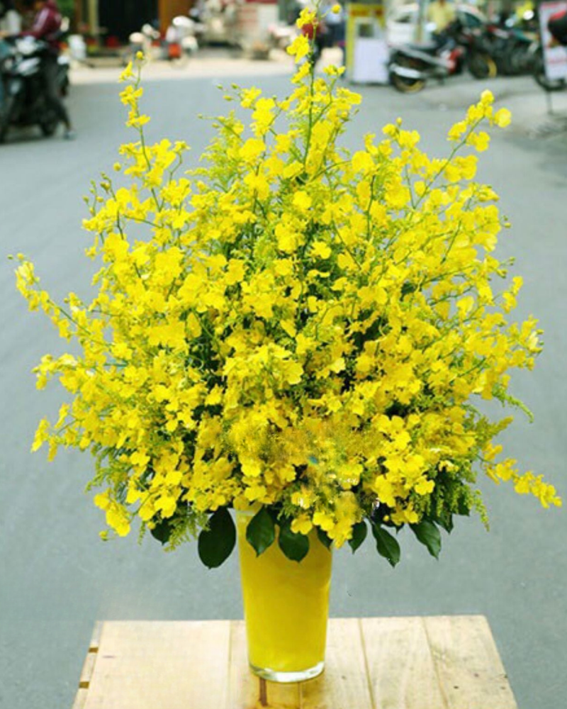  Bình Hoa Lan Vũ Nữ - HCB23 - Hoa tặng mẹ 