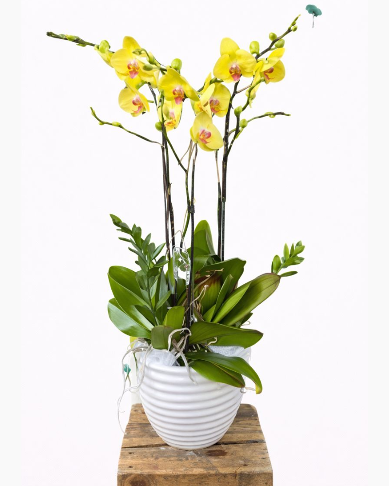  Chậu Hoa Lan Hồ Điệp Vàng - LHĐ104 