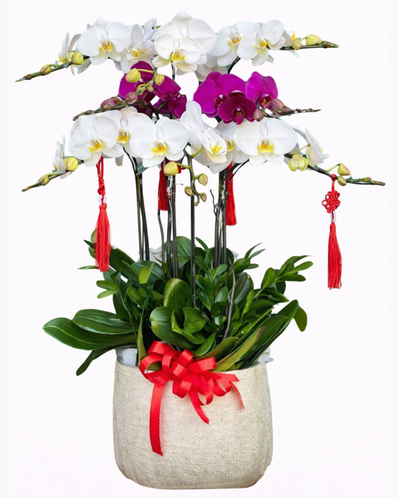  Chậu Hoa Lan Hồ Điệp Mix Màu - LHĐ103 