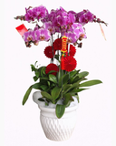  Chậu Hoa Lan Hồ Điệp Hồng - LHĐ102 