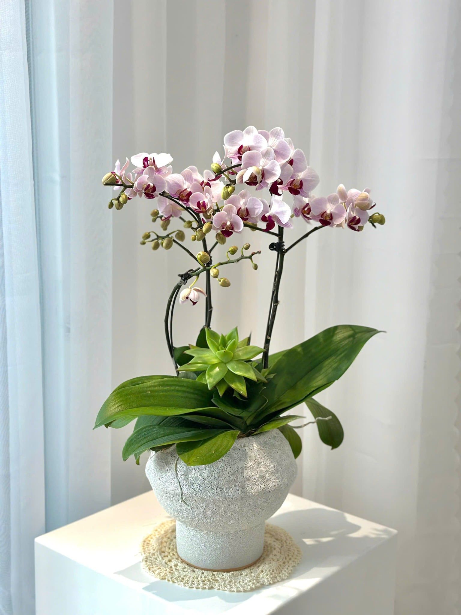  Chậu Lan Hồ Điệp Hồng Ngọc Thanh An - LHD238 