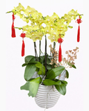  Chậu Hoa Lan Hồ Điệp Xanh Nhỏ - LHĐ101 