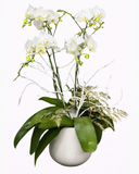  Chậu Hoa Lan Hồ Điệp Trắng Nhuỵ Vàng - LHĐ97 