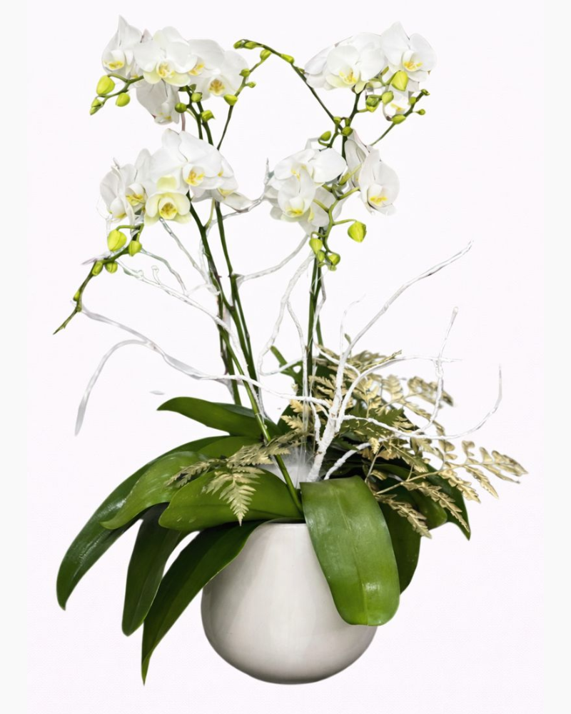  Chậu Hoa Lan Hồ Điệp Trắng Nhuỵ Vàng - LHĐ97 