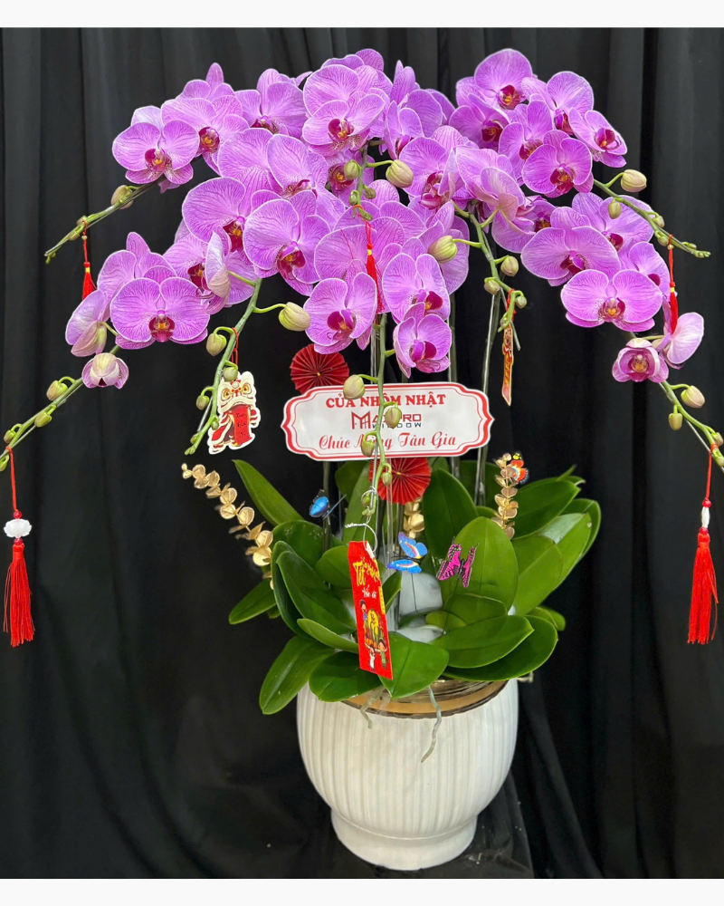  Chậu Lan Hồ Điệp Đại Lợi - LHĐ181 