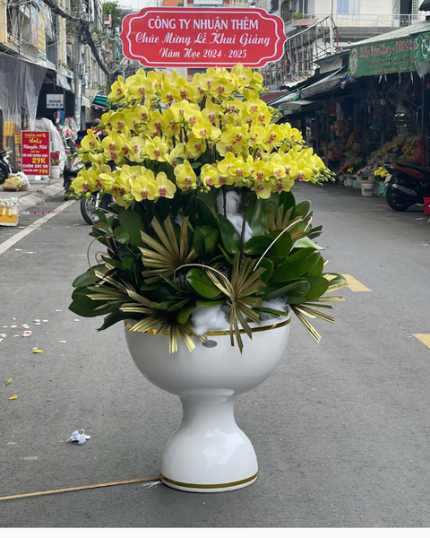 Chậu Hoa Lan: Chậu Lan Hồ Điệp Phú Thịnh  - LHĐ138