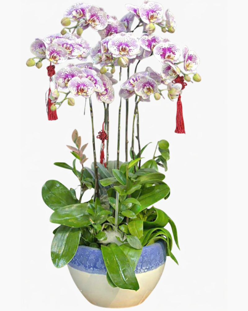  Chậu Lan Hồ Điệp Thịnh Vượng - LHĐ145 