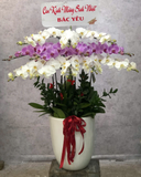  Chậu Lan Hồ Điệp Phúc Khang - LHĐ153 