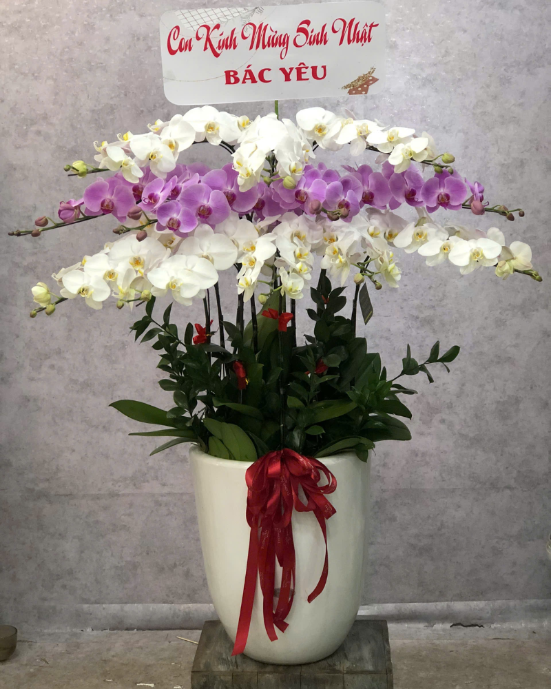  Chậu Lan Hồ Điệp Phúc Khang - LHĐ153 