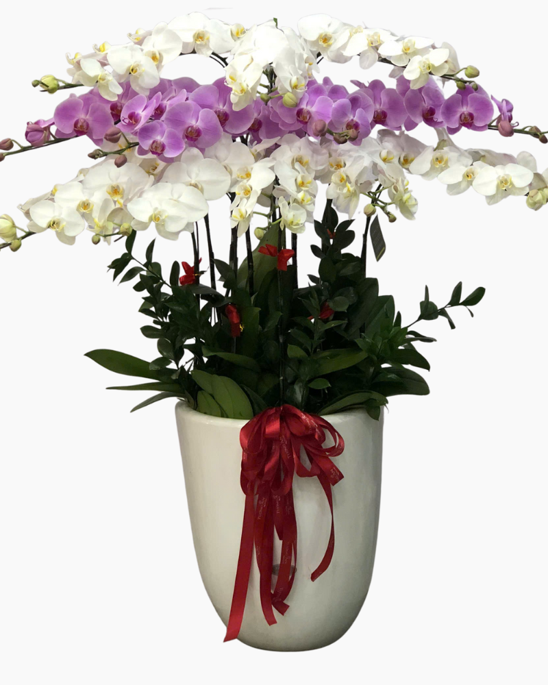  Chậu Lan Hồ Điệp Phúc Khang - LHĐ153 