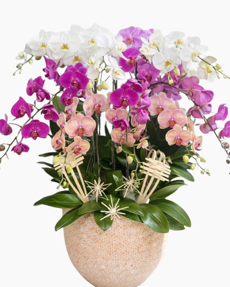  Chậu Lan Hồ Điệp Tài Lộc - LHĐ176 