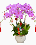  Chậu Lan Hồ Điệp Đại Lợi - LHĐ181 