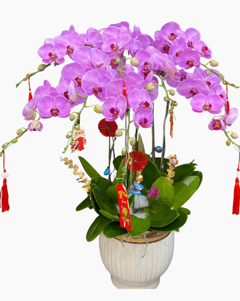  Chậu Lan Hồ Điệp Đại Lợi - LHĐ181 