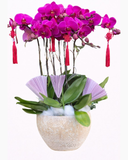  Chậu Hoa Lan Hồ Điệp Tím - LHĐ96 