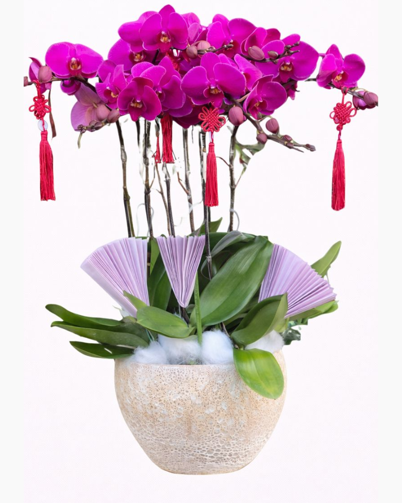  Chậu Hoa Lan Hồ Điệp Tím - LHĐ96 