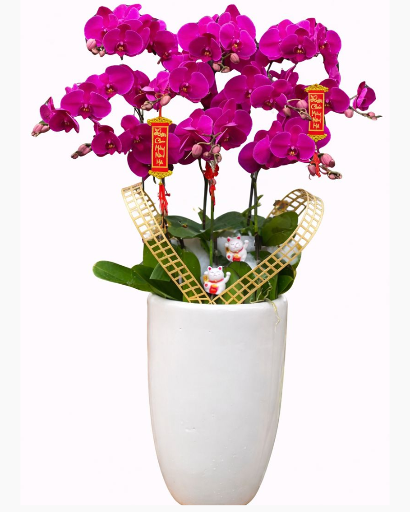  Chậu Hoa Lan Hồ Điệp Tím - LHĐ95 