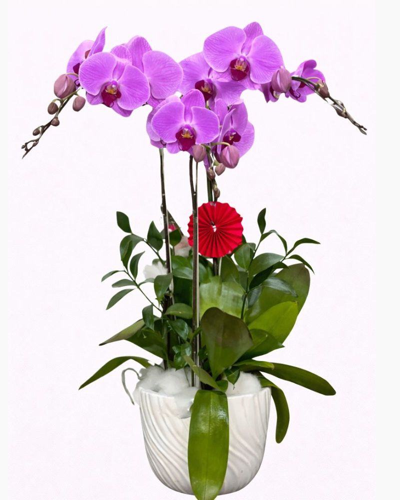  Chậu Hoa Lan Hồ Điệp Hồng - LHĐ90 