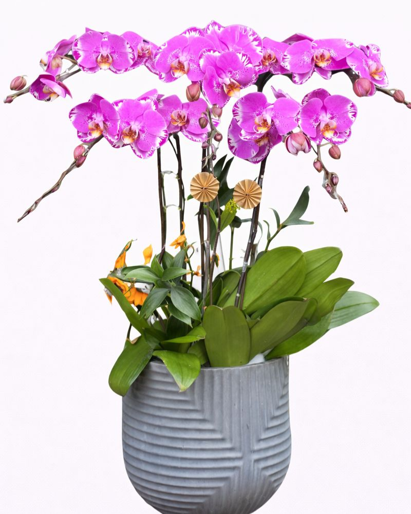  Chậu Hoa Lan Hồ Điệp Hồng Cánh Bướm - LHĐ89 