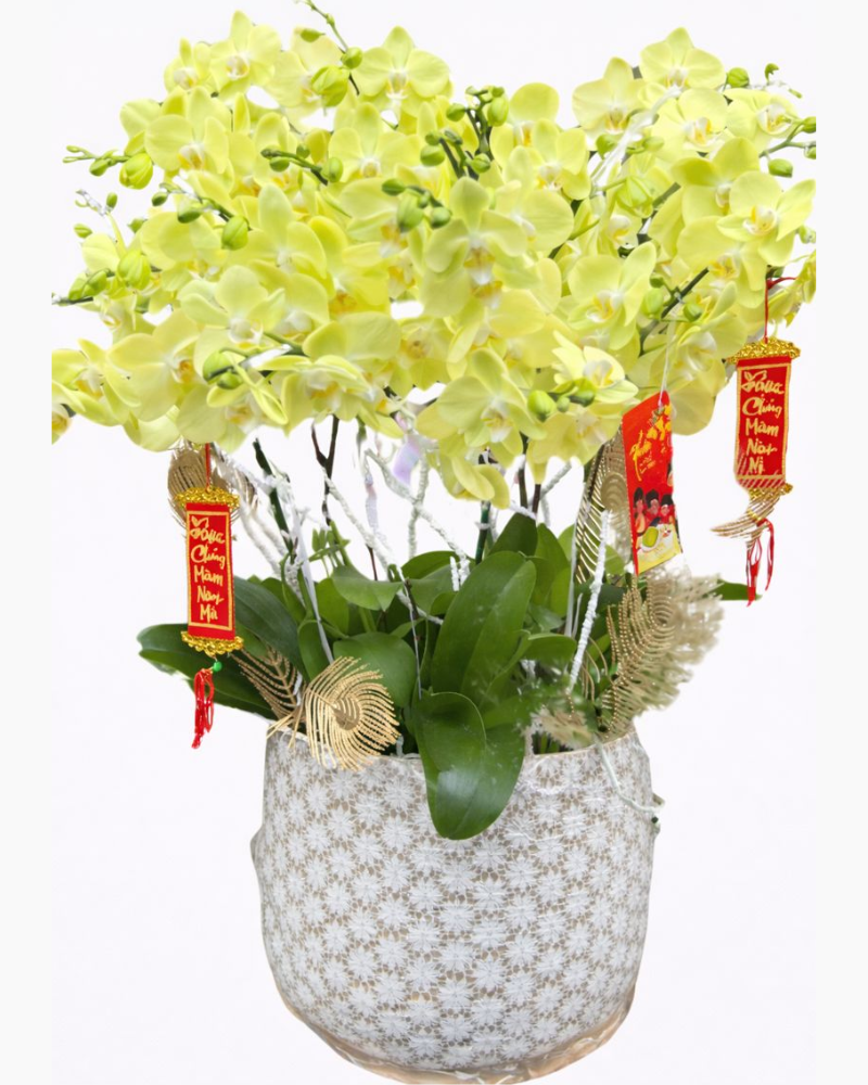  Chậu Hoa Lan Hồ Điệp Xuân Đến - LHĐ88 