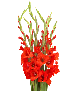 Hoa Lay Ơn - Hoa Cắt Cành