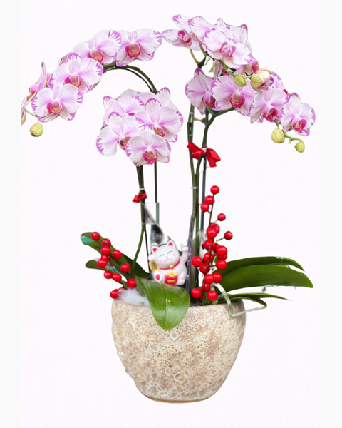 Chậu Hoa Lan Hồ Điệp Mini Nhiều Cành Đẹp, Giá Rẻ: Chậu Hoa Lan Hồ Điệp Mini Tia Chớp - LHĐ85