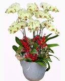  Chậu Hoa Lan Hồ Điệp Đón Xuân - LHĐ83 