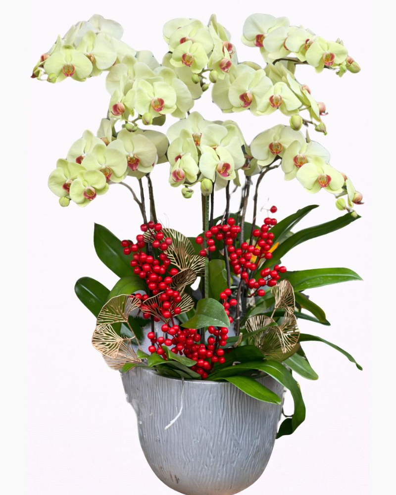  Chậu Hoa Lan Hồ Điệp Đón Xuân - LHĐ83 