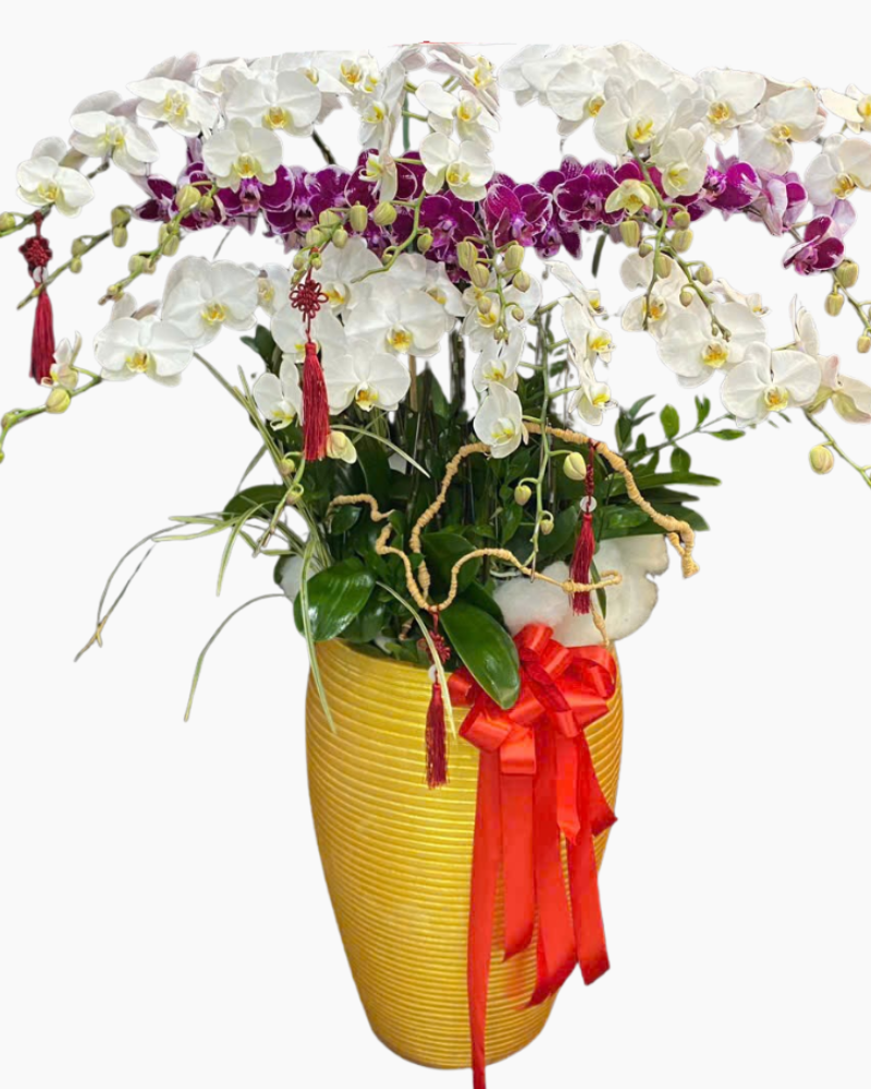  Chậu Lan Hồ Điệp Phú Gia - LHĐ151 