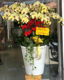  Chậu Lan Hồ Điệp Vượng  Xuân - LHĐ154 