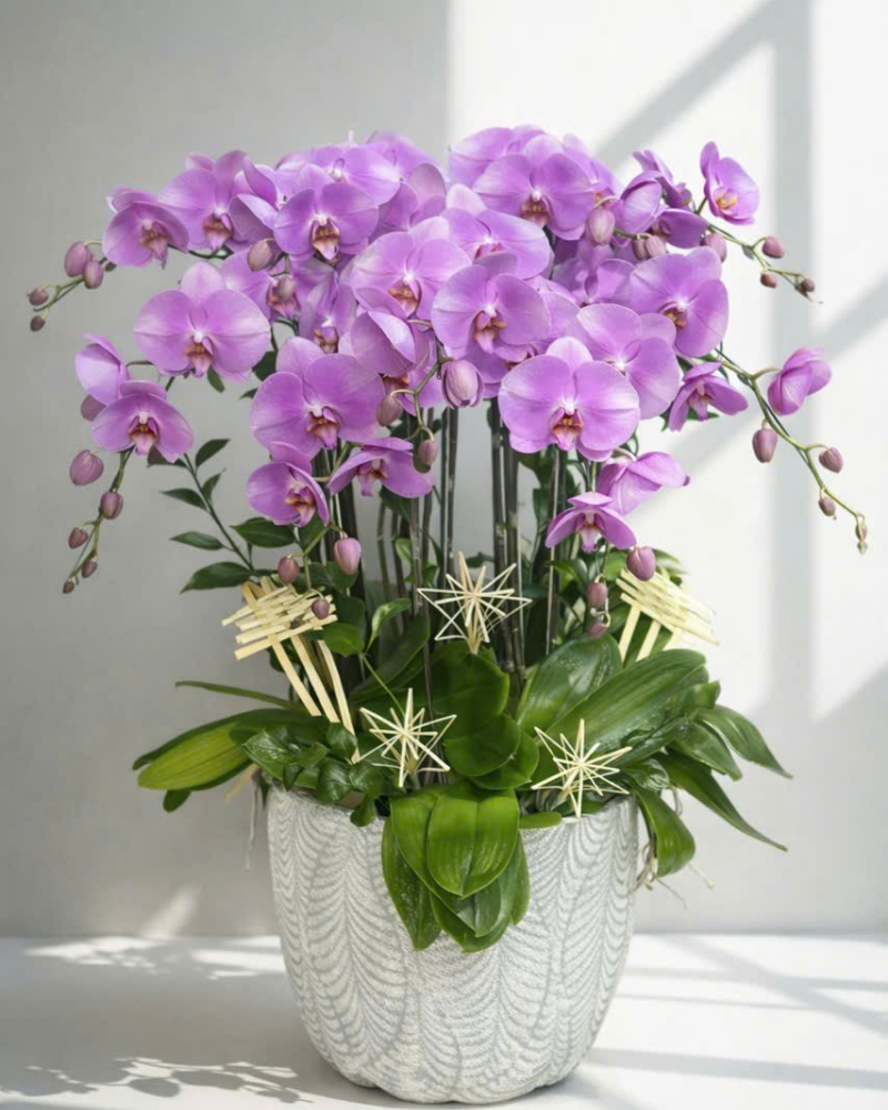  Chậu Lan Hồ Điệp Phú Qúy - LHĐ177 