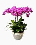  Chậu Lan Hồ Điệp Tử Vân Thịnh Vượng - LHD244 