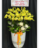  Lan An Gia Cát Tường  - LHĐ139 