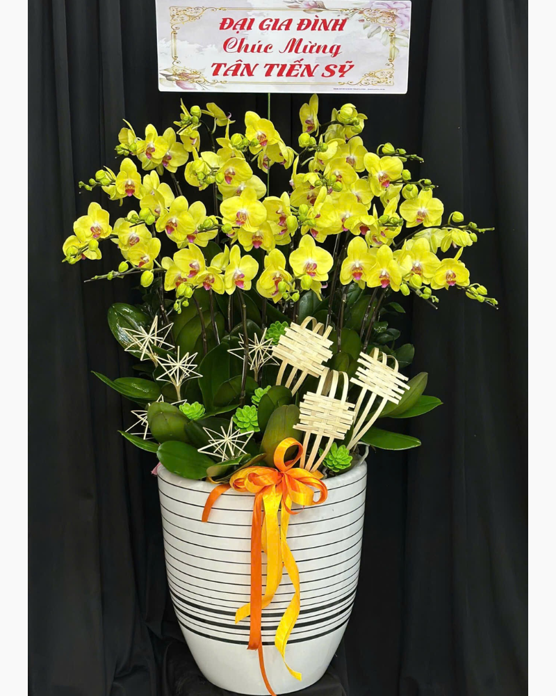  Lan An Gia Cát Tường  - LHĐ139 